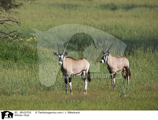 African Oryx / JR-03752