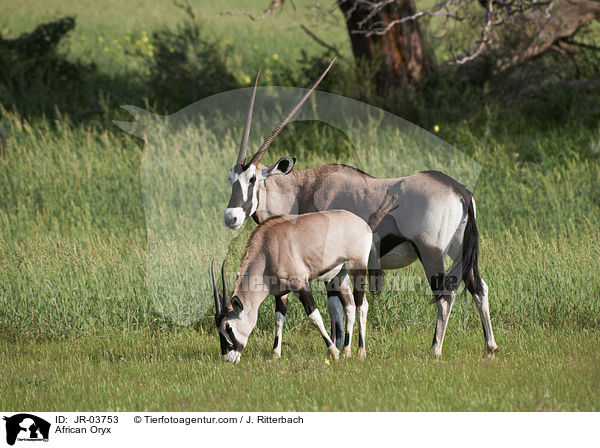 African Oryx / JR-03753