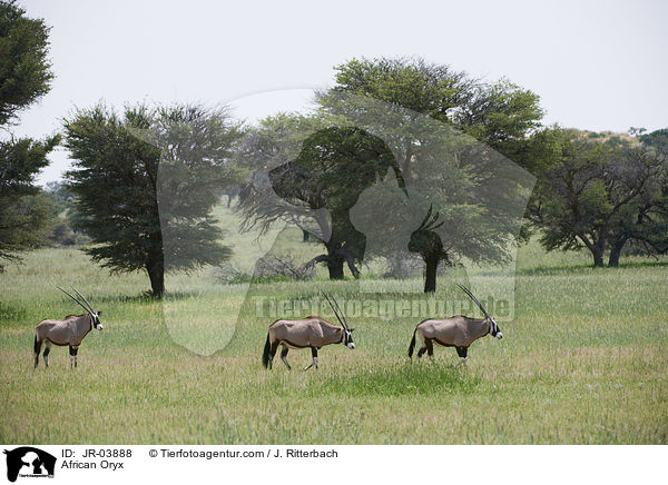 African Oryx / JR-03888