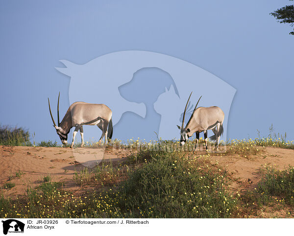 African Oryx / JR-03926