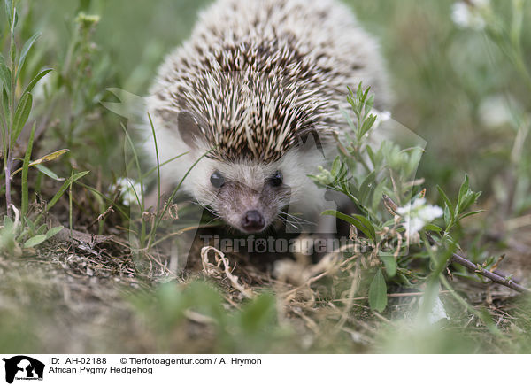 African Pygmy Hedgehog / AH-02188