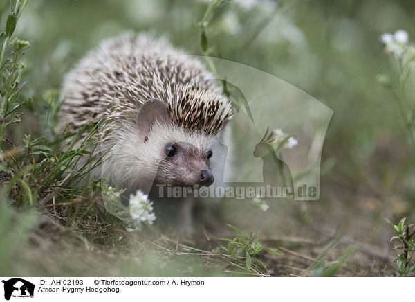 African Pygmy Hedgehog / AH-02193