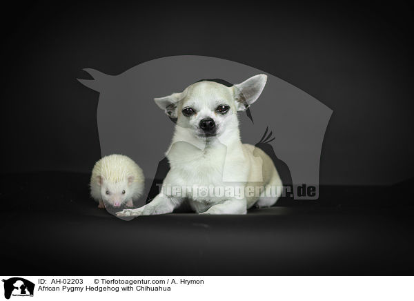 African Pygmy Hedgehog with Chihuahua / AH-02203