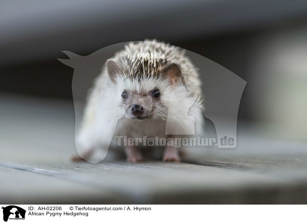 African Pygmy Hedgehog / AH-02206
