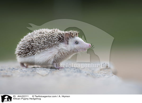 African Pygmy Hedgehog / AH-02211