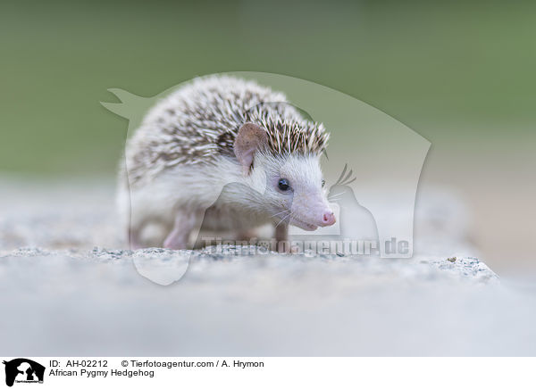 African Pygmy Hedgehog / AH-02212