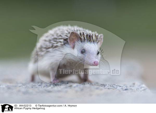 African Pygmy Hedgehog / AH-02213
