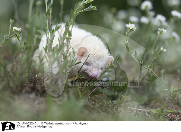 African Pygmy Hedgehog / AH-02245