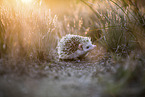 African Pygmy Hedgehog