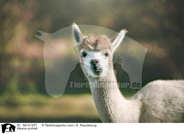 Alpaca portrait / SK-01257