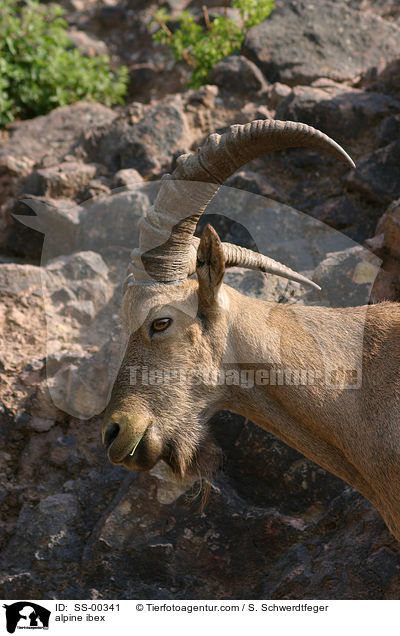 alpine ibex / SS-00341