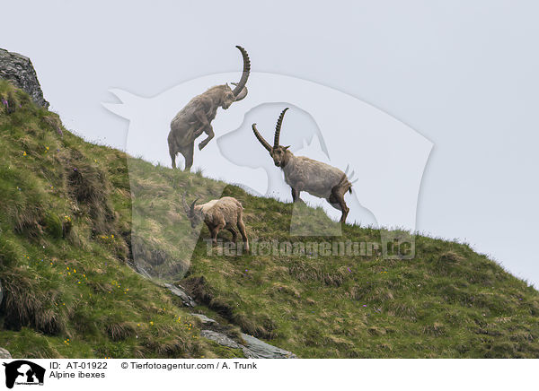 Alpine ibexes / AT-01922