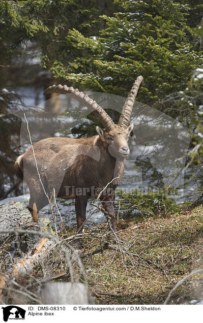 Alpine ibex / DMS-08310