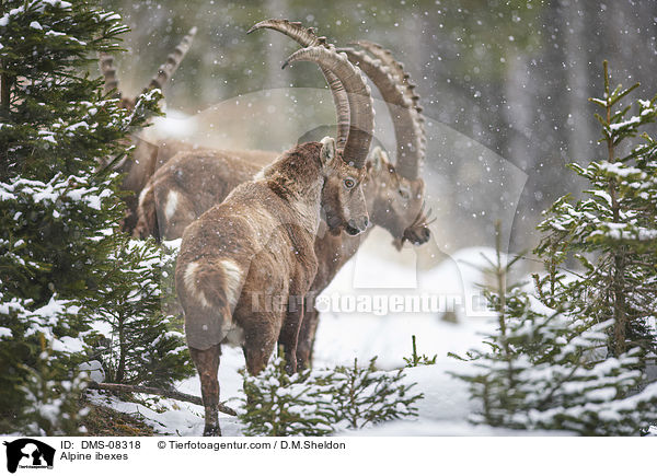 Alpine ibexes / DMS-08318
