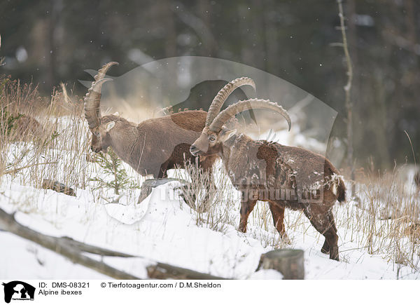 Alpine ibexes / DMS-08321