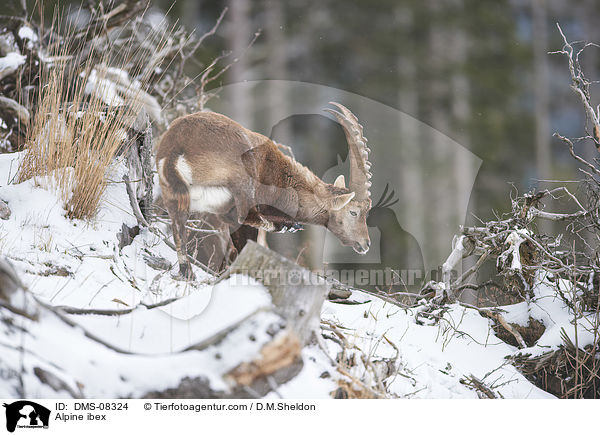 Alpine ibex / DMS-08324