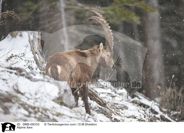 Alpine ibex / DMS-08333
