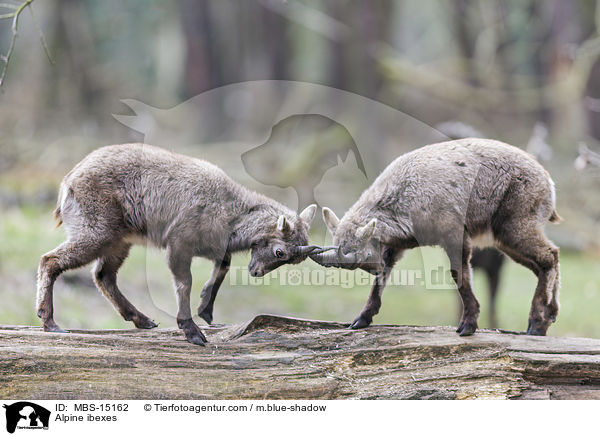 Alpine ibexes / MBS-15162