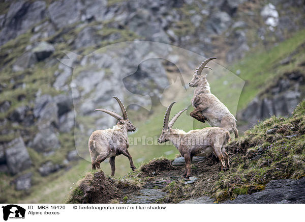 Alpine ibexes / MBS-16420
