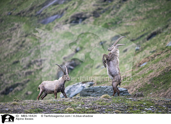 Alpine ibexes / MBS-16424
