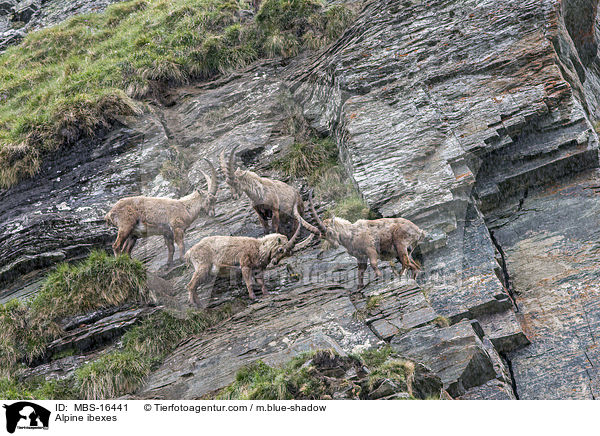 Alpine ibexes / MBS-16441