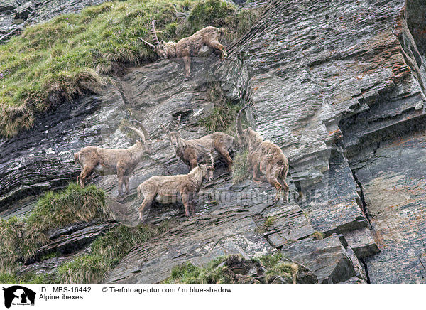 Alpine ibexes / MBS-16442