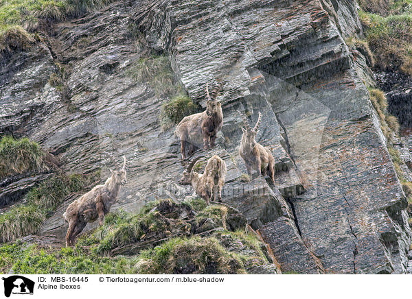 Alpine ibexes / MBS-16445