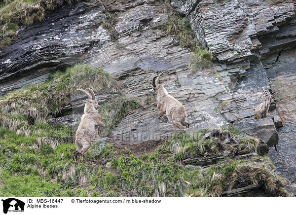 Alpine ibexes / MBS-16447