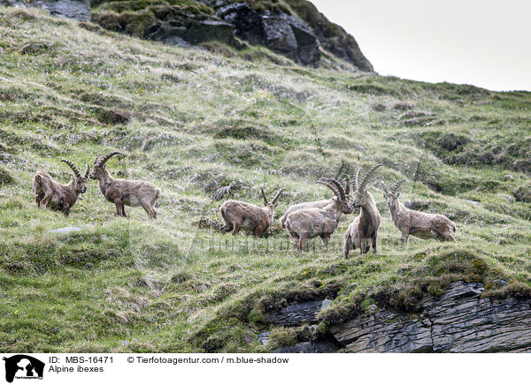 Alpine ibexes / MBS-16471