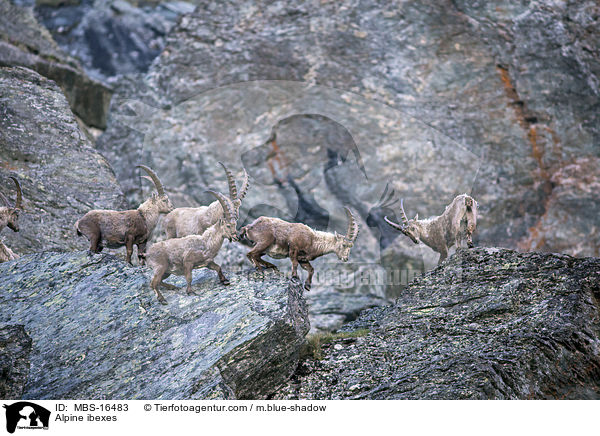Alpine ibexes / MBS-16483