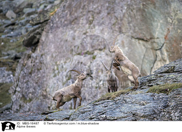 Alpine ibexes / MBS-16487