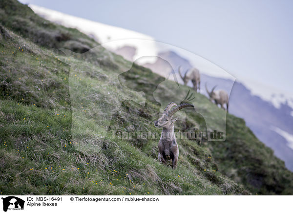 Alpine ibexes / MBS-16491