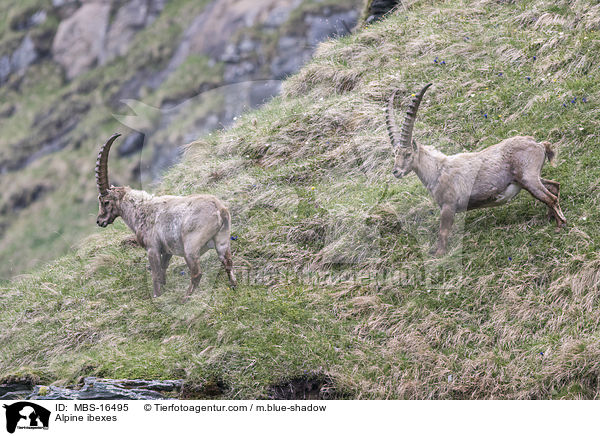 Alpine ibexes / MBS-16495