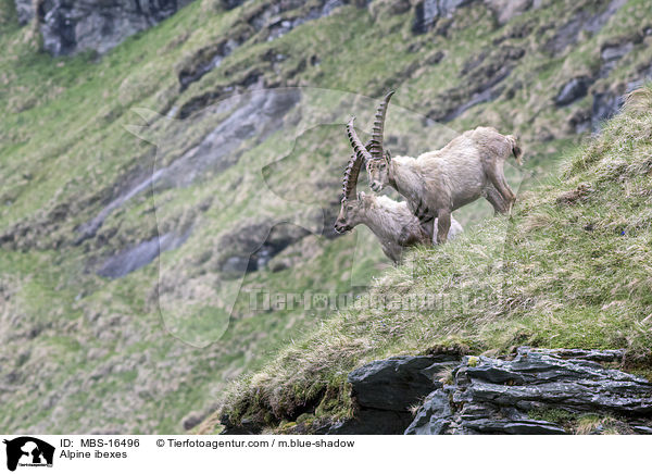 Alpine ibexes / MBS-16496
