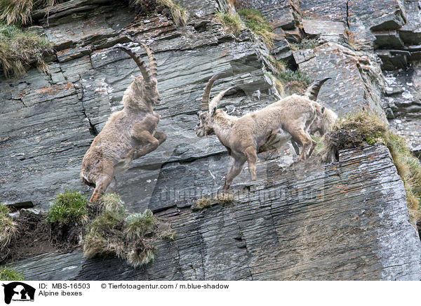 Alpine ibexes / MBS-16503