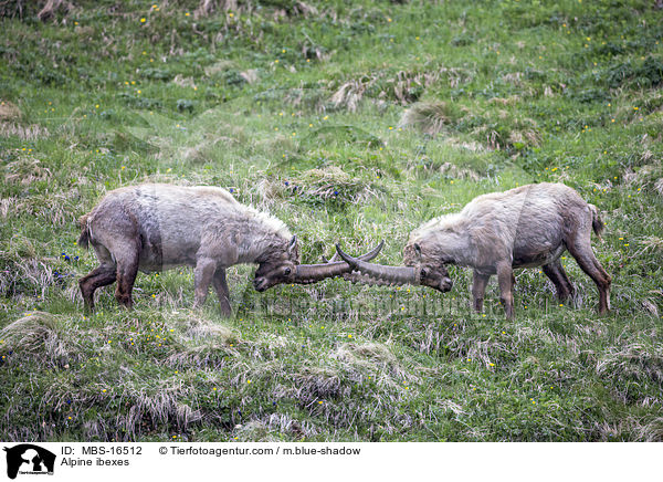 Alpine ibexes / MBS-16512