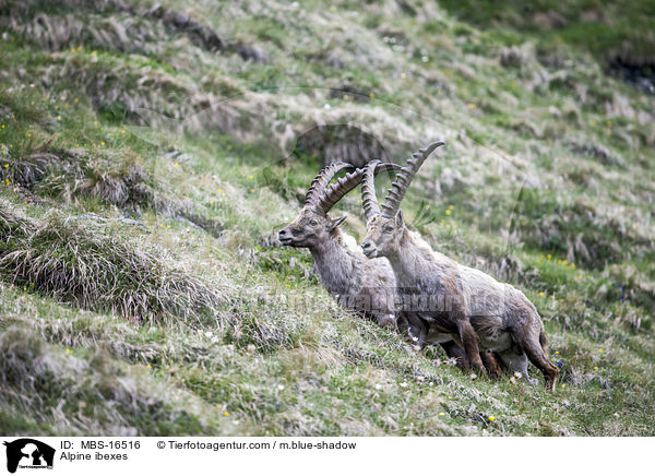 Alpine ibexes / MBS-16516