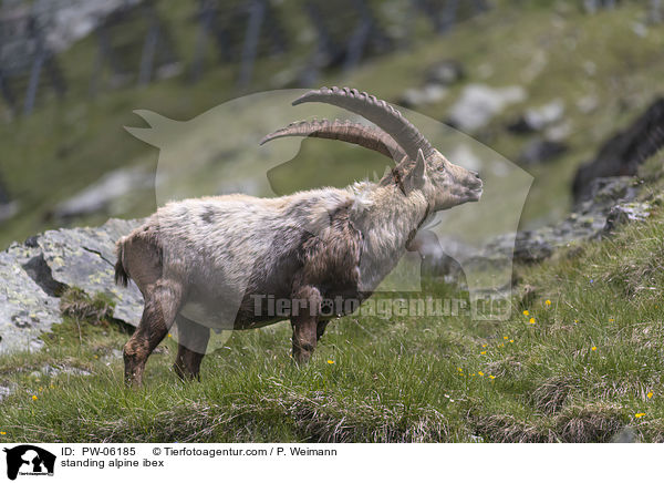 standing alpine ibex / PW-06185