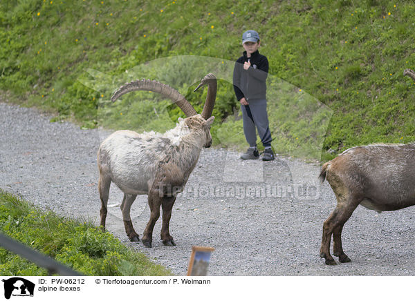 alpine ibexes / PW-06212