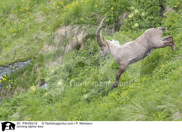 running alpine ibex / PW-06219