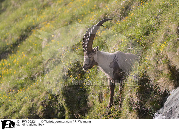 standing alpine ibex / PW-06221