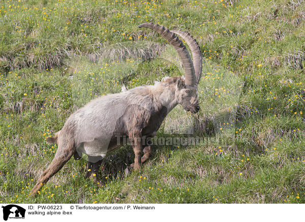walking alpine ibex / PW-06223