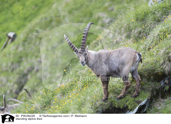 standing alpine ibex / PW-06226