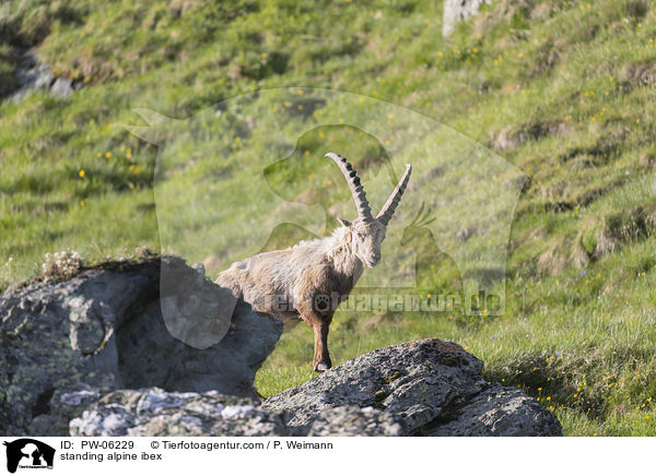 standing alpine ibex / PW-06229