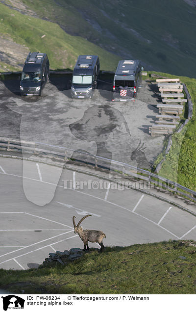 standing alpine ibex / PW-06234