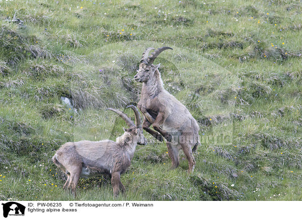 fighting alpine ibexes / PW-06235