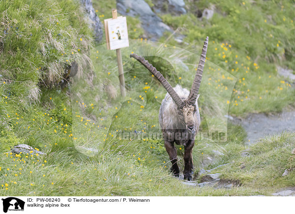 walking alpine ibex / PW-06240