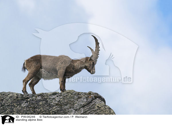 standing alpine ibex / PW-06246