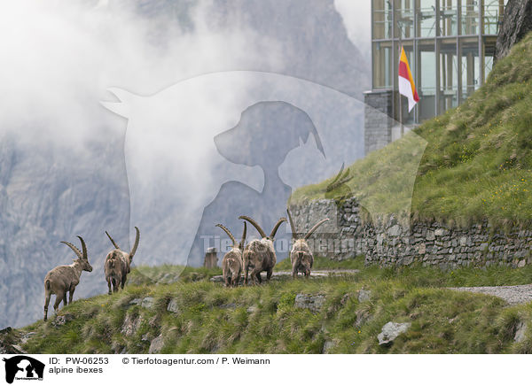 alpine ibexes / PW-06253