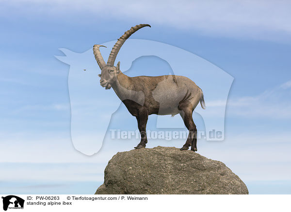 standing alpine ibex / PW-06263